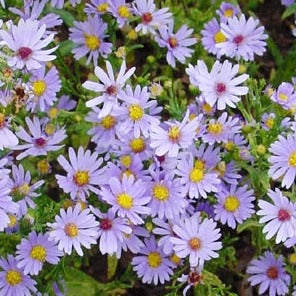 Native Perennials