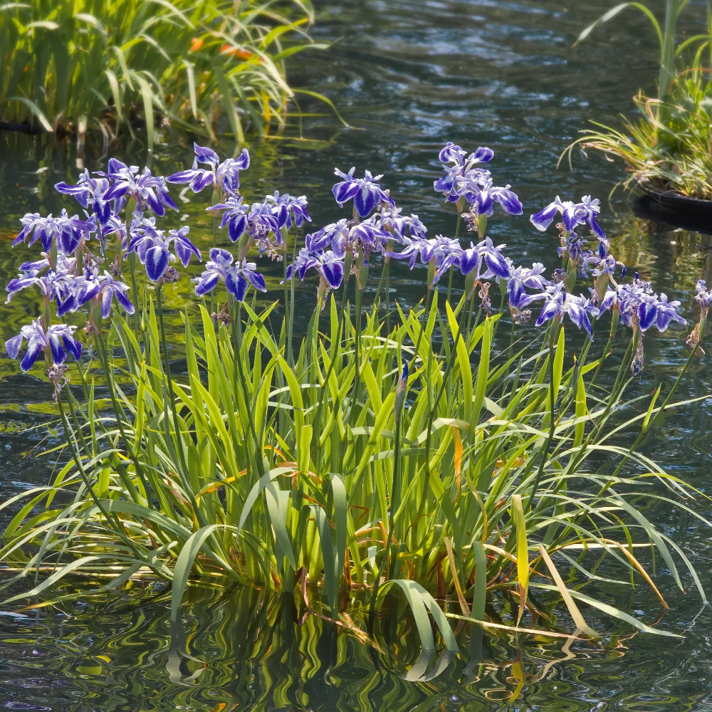 Iris