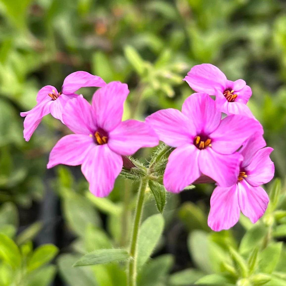 Butterfly Native Plant Collection
