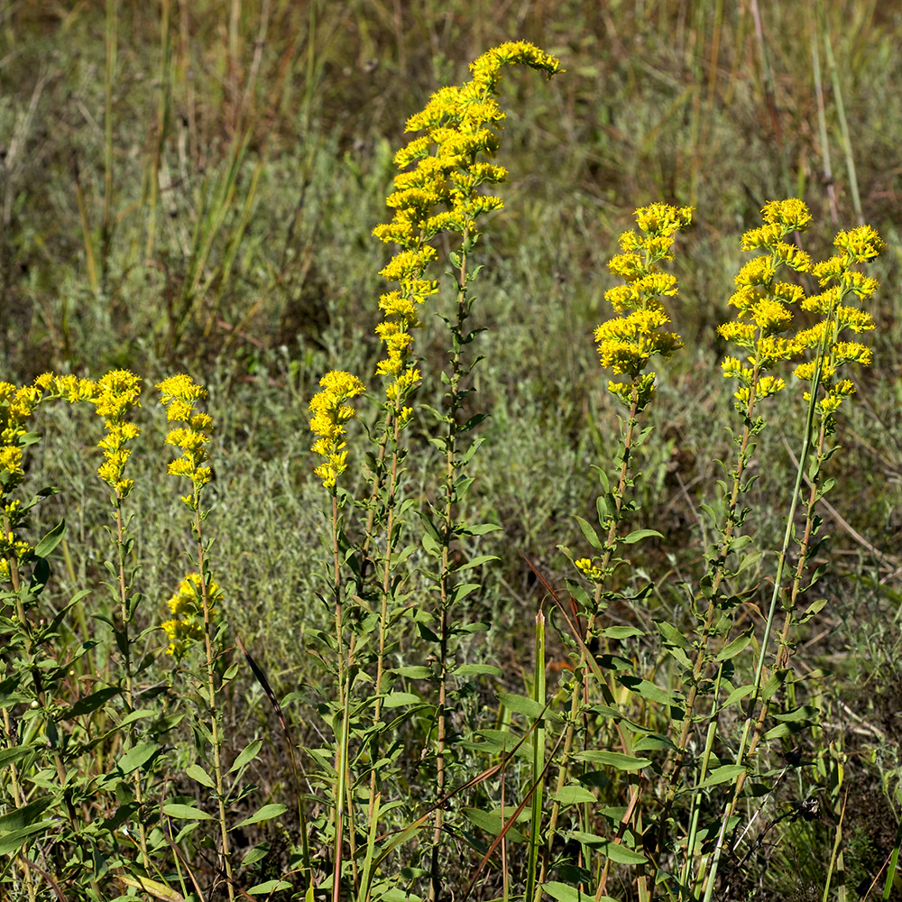 Butterfly Native Plant Collection