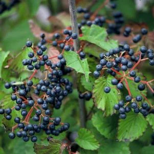 Pollinator Friendly Native Plants